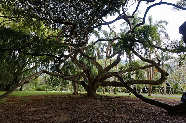 Kandy-Botanical garden-048